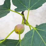 Holiday home Willy