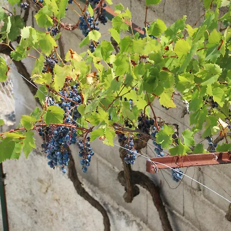 Сasa de vacaciones Willy