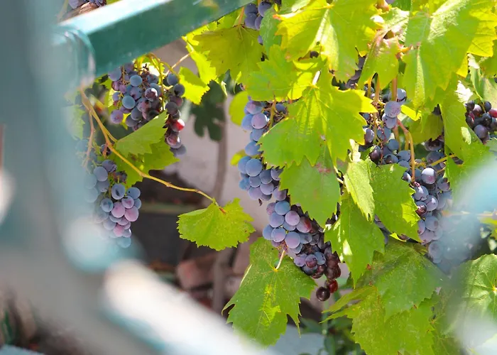 Willy Сasa de vacaciones *