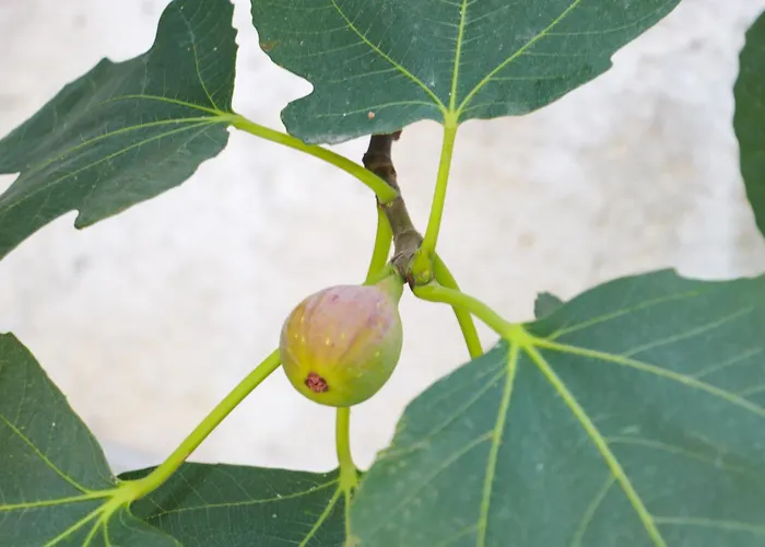 Сasa de vacaciones Willy