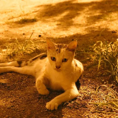 Vakantiehuis Willy *