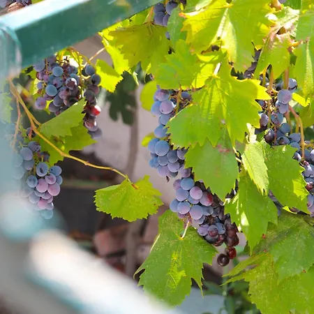 Willy Vakantiehuis *