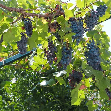 Willy Vakantiehuis Velipojë